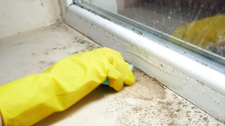 Best Mold Odor Removal Services  in Branchville, SC